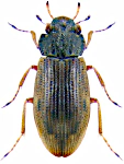 Helophorus obscurus