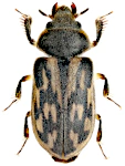 Heterocerus fenestratus