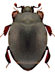 Dendrophilus pygmaeus