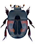 Hister quadrimaculatus
