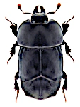 Hololepta plana