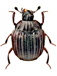 Onthophilus striatus