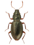 Hydraena morio