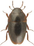 Limnebius nitidus