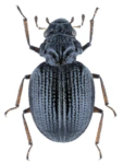 Ochthebius gibbosus