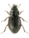 Ochthebius minimus