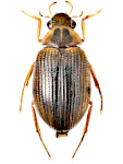 Berosus luridus