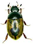 Cercyon unipunctatus