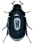 Hydrobius fuscipes