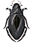 Hydrophilus piceus