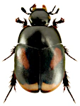 Sphaeridium scarabaeoides