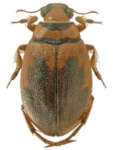 Hygrobia hermanni