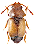 Kateretes pusillus