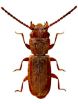 Cryptolestes ferrugineus