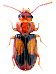 Laemophloeus monilis