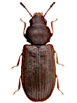 Lathropus sepicola