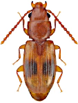 Notolaemus unifasciatus