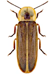 Lampyris noctiluca