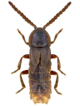 Phosphaenus hemipterus