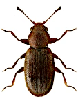 Corticaria serrata