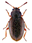 Corticarina minuta