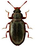 Enicmus rugosus