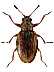 Melanophthalma transversalis
