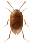 Anemadus strigosus