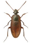 Choleva agilis