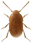 Leptinus testaceus