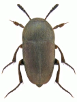 Ptomaphagus subvillosus