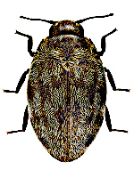 Pelochares versicolor