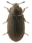 Grynocharis oblonga