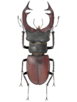 Lucanus cervus