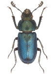 Platycerus caraboides