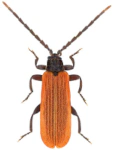 Platycis minutus