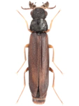 Elateroides dermestoides