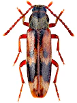 Hypulus quercinus