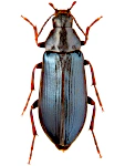 Melandrya caraboides