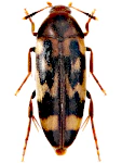 Orchesia undulata