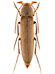 Serropalpus barbatus