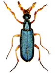 Cerocoma schreberi