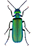 Lytta vesicatoria