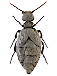 Meloe rugosus