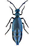 Meloe violaceus