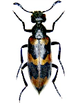 Mylabris variabilis