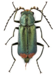 Malachius bipustulatus