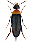 Mordellochroa abdominalis