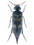Variimorda villosa