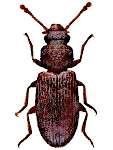 Berginus tamarisci